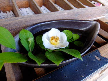 應聖寺　沙羅の花が6月のそろそろ見ごろを迎える