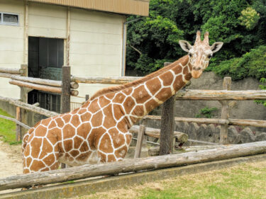 関西国際空港から一番近い遊園地　みさき公園