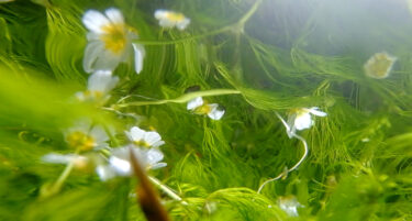 米原の醒ヶ井　梅花藻と鱒を堪能できる