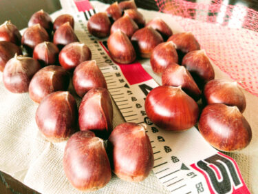 大阪のてっぺんで栗を楽しむ　能勢といえば銀寄　狙え3Ｌ