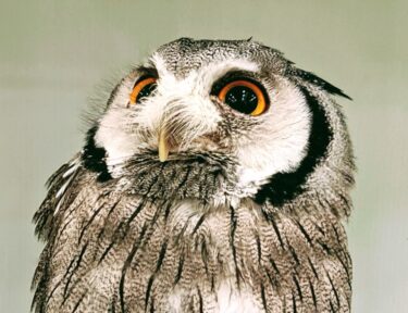 大阪駅から30分でフクロウにモフれるトコロ