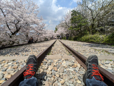 桜並木の真ん中でなんどでも往復したくなる線路道＝桜の蹴上インクライン