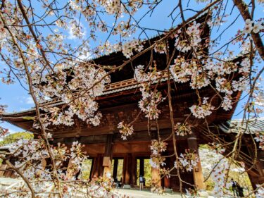 南禅寺の三門から望む桜も　また絶景かな