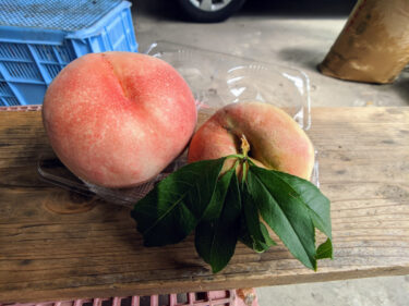 阪口農園で桃狩りを楽しみ　桃の食べ放題は3玉食べられるかな