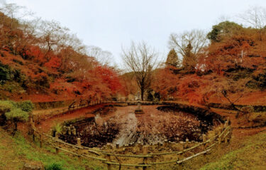 長野公園　延命寺地区　境内から裏山までぐるっと紅葉を愛でる　見ごろは11月中初旬から