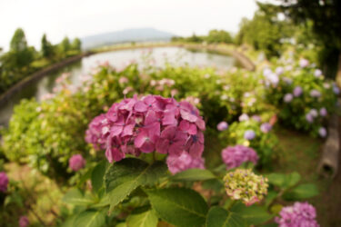 恋野町のあじさい園　恋し野の里あじさい園