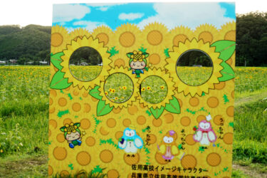 ひまわりを楽しんでヒヤッとして帰ろう