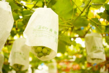 まるく張りがあってぷるんとして甘くてジューシーなぶどうはきっとおいしい