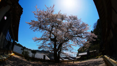 伊根町の海蔵寺にある一本桜