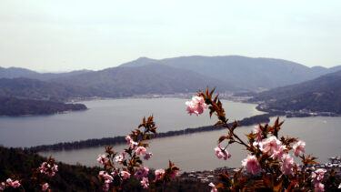 成相寺から桜越しの天橋立