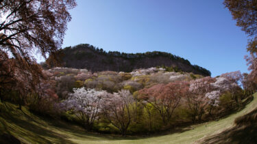 屏風岩公園　絶壁にそびえる桜