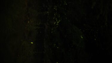 フロイデン八千代でホタルを楽しむ