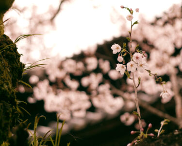 桜の名勝　粉河寺