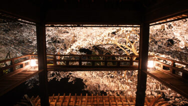 桜満開　園城寺の観月舞台で桜を愛でる