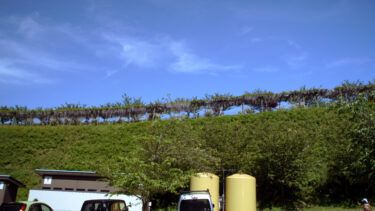 色とりどりの藤の花が続く　藤の花の通路