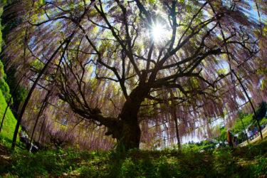白毫寺　九尺藤のライトアップ