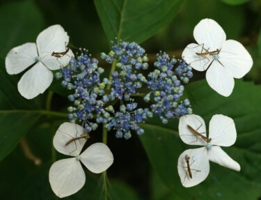 矢田寺であじさいとカマキリ