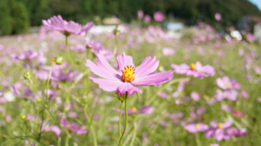 とよのコスモス園