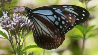 渡蝶　アサギマダラの大冒険